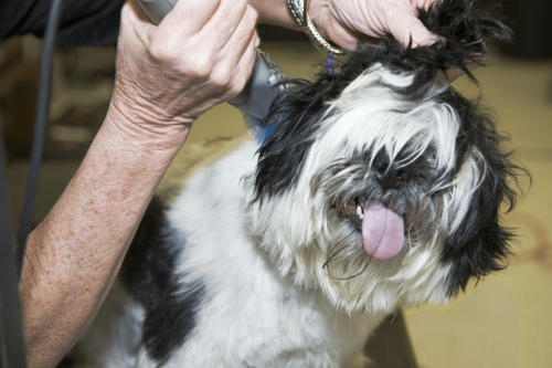 Dog Grooming