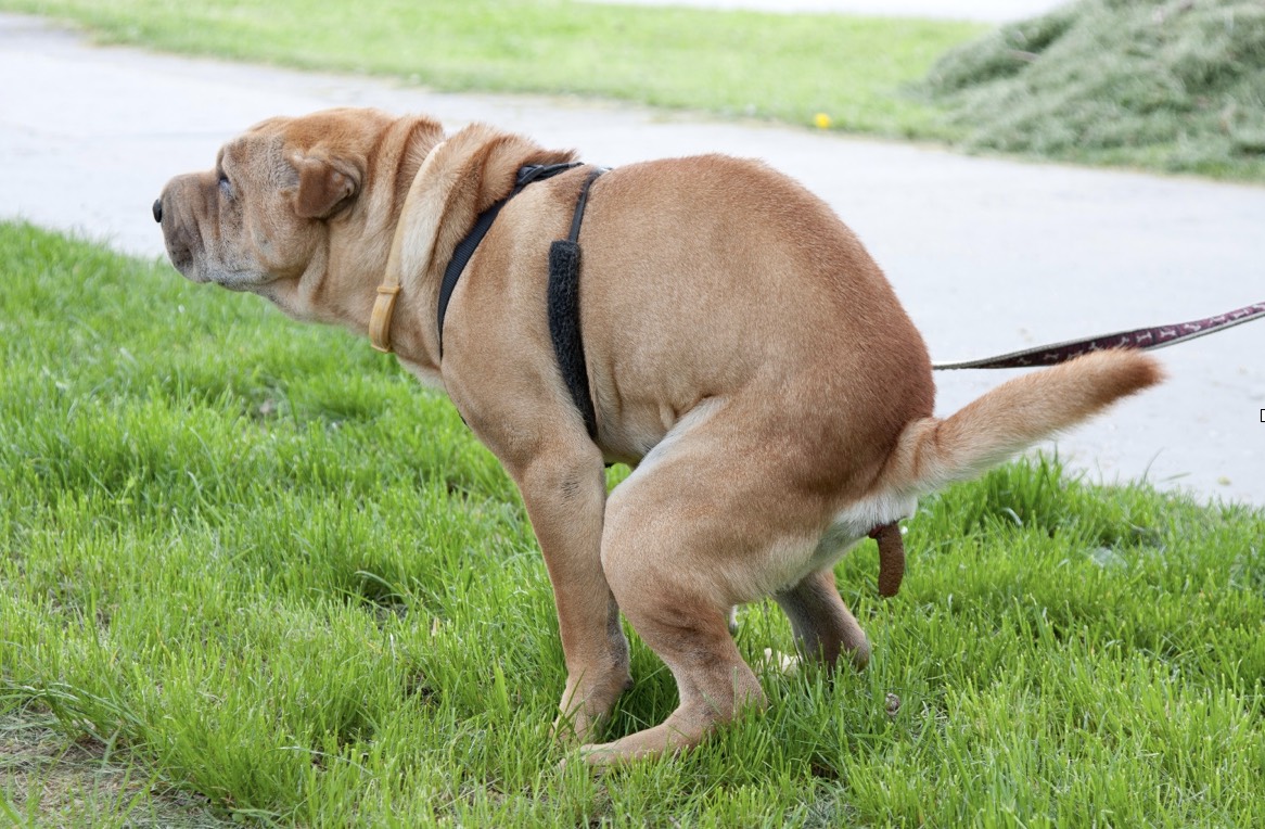 How To Say Dog Poop In French