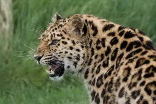 Amur Leopard Facts - Diet, Habitat, Why they are Endangered