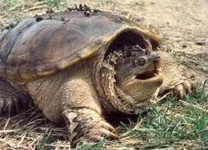 Snapping Turtle Facts | Snapping Turtle Habitat & Diet