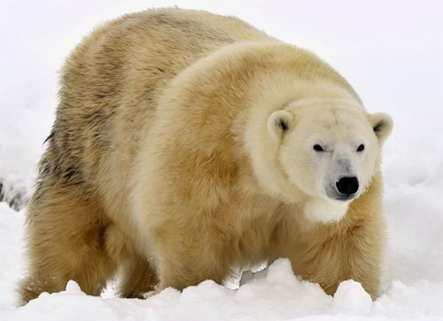 Polar Bear Facts For Kids | Polar Bear Habitat & Diet