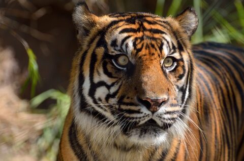 Sumatran Tiger Facts | Sumatran Tiger Habitat & Diet