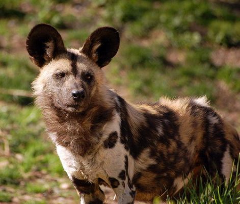 African Wild Dog Facts | African Wild Dog Habitat & Diet