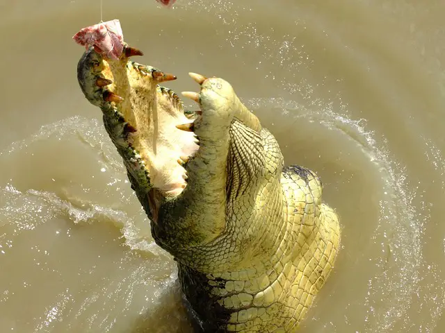 Saltwater crocodile Facts | Saltwater Crocodile Habitat & Diet