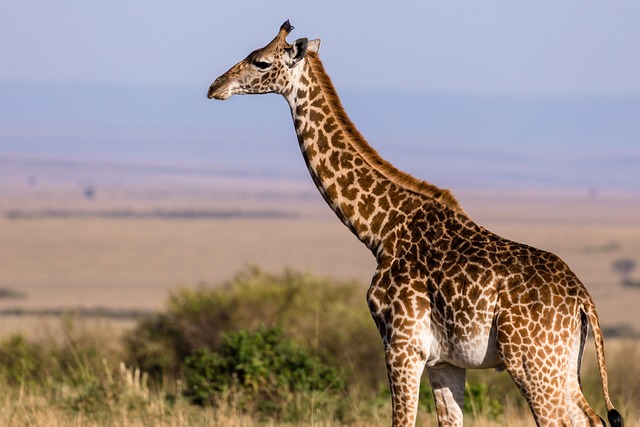 Giraffe Facts For Kids | Giraffe Habitat & Diet