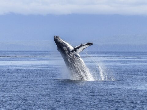 Humpback Whale Facts For Kids | Humpback Whale Habitat & Diet