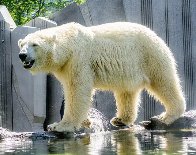 What Do Polar Bears Eat? Polar Bear Diet
