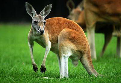 Kangaroo Facts For Kids Kangaroo Habitat | Kangaroo