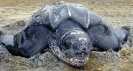 Leatherback Sea Turtle Facts | Leatherback Sea Turtle Habitat & Diet