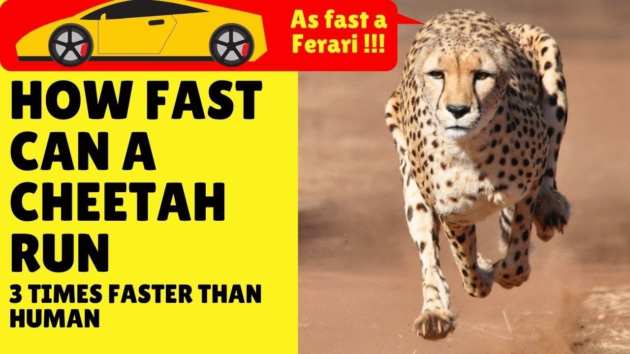 How Fast Can a Cheetah Run | How Fast Can Cheetahs Run