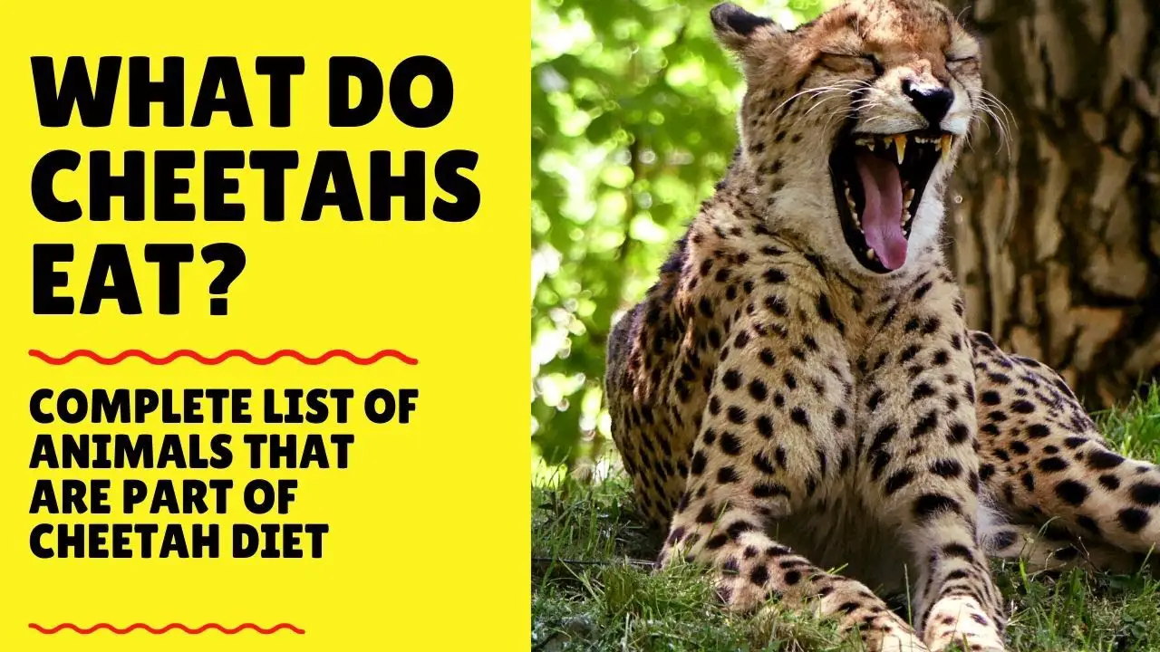 do cheetahs eat african wild dogs