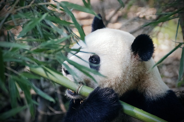 Where Do Pandas Live - Panda Habitat