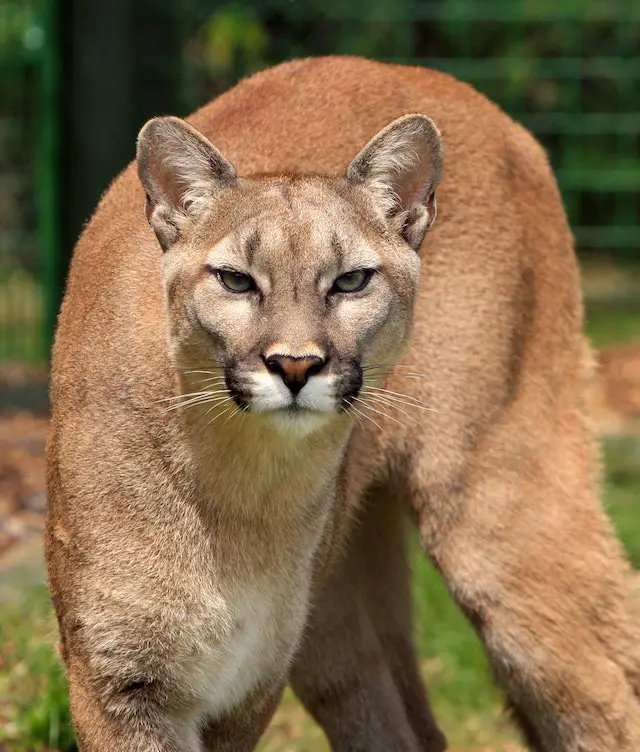 Mountain Lion Facts For Kids | Mountain Lion Habitat & Diet