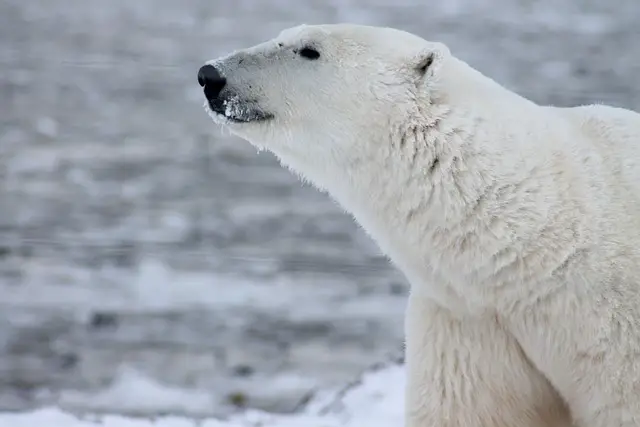 Where Do Polar Bears Live – Polar Bear Habitat