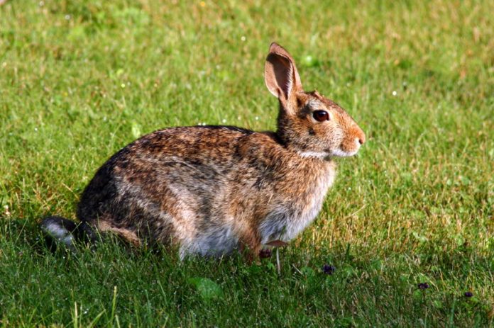 island-rabbits - Animals Time