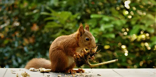 Red Squirrel Facts | Red Squirrel Habitat & Diet