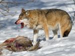 What Do Wolves Eat - Wolves Diet