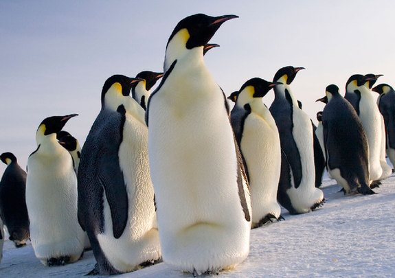 emperor penguin facts - Animals Time