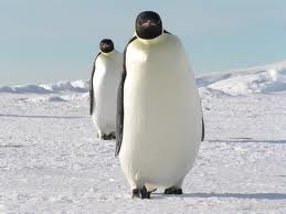 Emperor Penguin Facts For Kids | Emperor Penguin Habitat & Diet