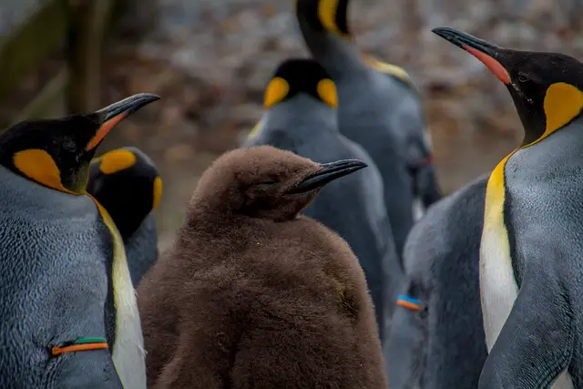 Emperor Penguin Facts For Kids | Emperor Penguin Habitat & Diet