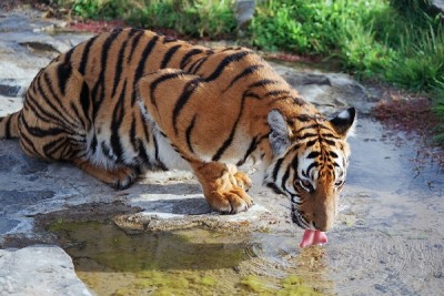 what do south china tigers eat - Animals Time