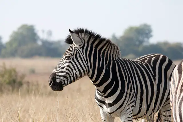 Where Do Zebras Live | Zebras Habitat