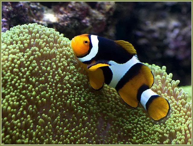 clownfish facts for kids