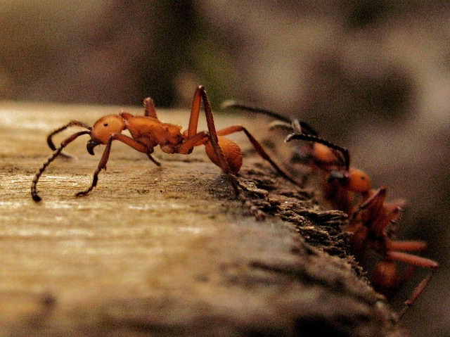 Ant Facts For Kids | Ant Habitat | Ant Diet