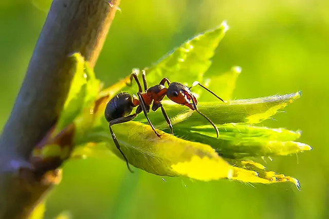 Ant Facts For Kids | Ants Habitat | Ants Diet