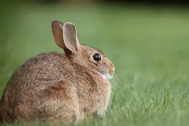 How Long Do Rabbits Live | Rabbits Lifespan