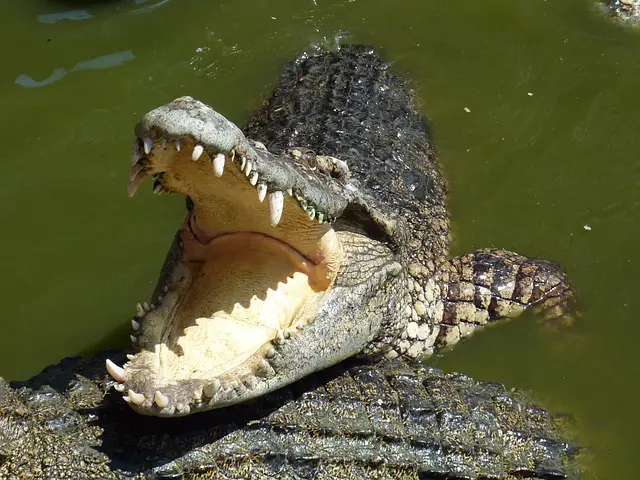 What Do Crocodiles Eat | Crocodiles Diet