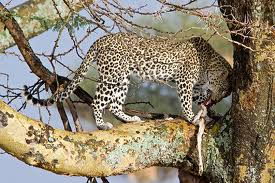 What Do Leopards Eat | Leopards Diet