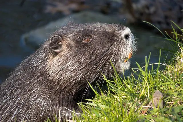 What Do Beavers Eat | Beavers Diet