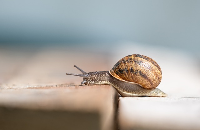 What Do Snails Eat | Snails Diet