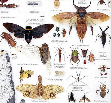Arthropods Facts Facts About Insects For Kids Characteristics