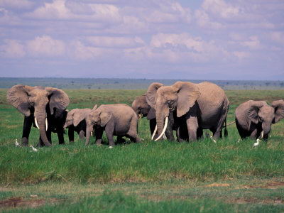 African Elephant Facts For Kids | African Elephant Diet & Habitat