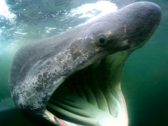 Basking Shark Facts | Basking Shark Habitat & Diet