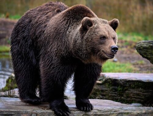 Grizzly Bear Facts For Kids | Grizzly Bear Diet & Habitat