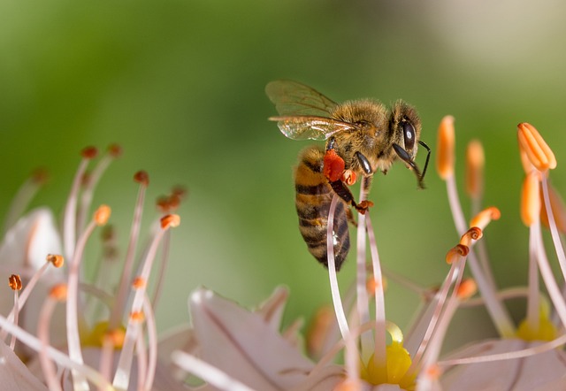 Honey Bee Facts For Kids | Facts About Honey Bees For Kids