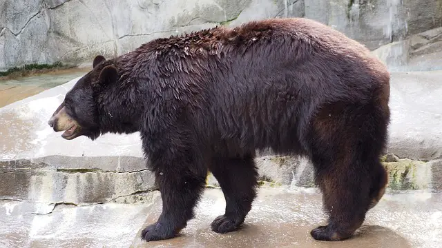 American Black Bear Facts For Kids | Black Bear Habitat & Diet