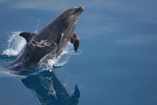 What Do Bottlenose Dolphins Eat