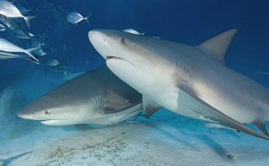 Bull Shark Facts For Kids | Bull Shark Habitat & Diet