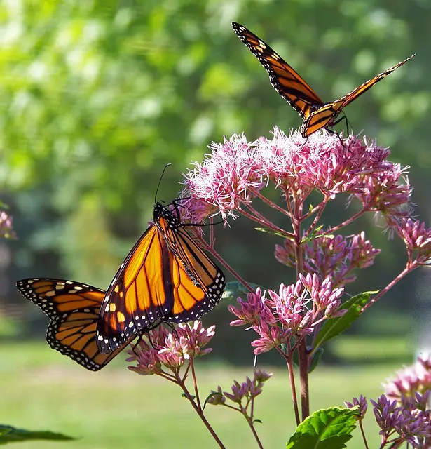 Monarch Butterfly Facts For Kids | Monarch Butterfly Diet & Habitat