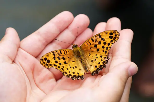 Butterfly Facts For Kids | Butterfly Habitat & Diet