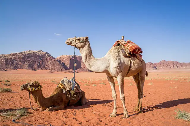 Camel Facts For Kids | Interesting Facts about Camels Diet & Habitat