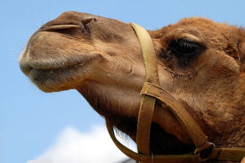 Camel Facts For Kids | Interesting Facts about Camels Diet & Habitat