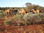 Camel Facts For Kids | Interesting Facts about Camels Diet & Habitat