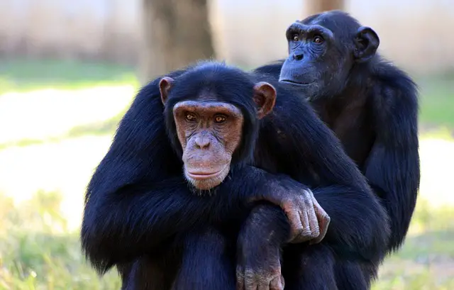 Chimpanzee Facts For Kids | Interesting Facts about Chimpanzees For Kids