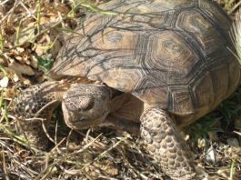 Desert Tortoise Facts | Desert Tortoise Habitat & Diet