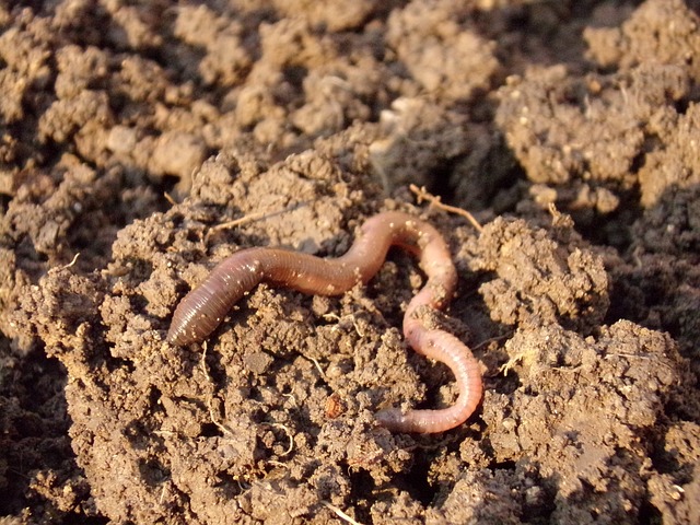 Earthworm Facts For Kids | Facts About Earthworms For Kids